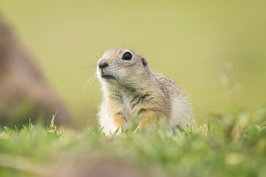 Doğanın sempatik kemirgeni 'gelengi', kameralara yakalandı! Sadece Anadolu topraklarında yaşıyorlar 8